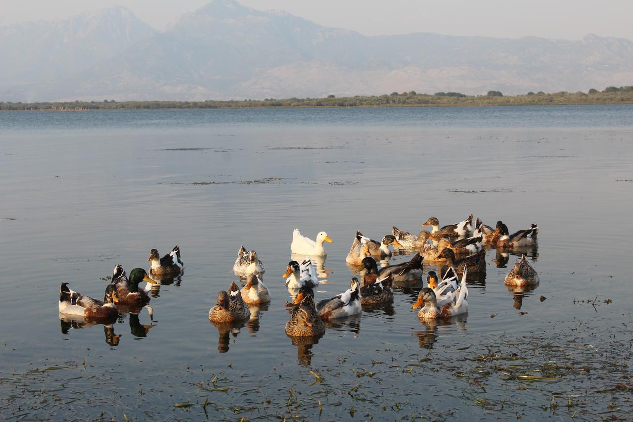 Hotel Shkodra Lake Shiroka Bagian luar foto